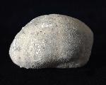 Micraster glyphus SCHLTER 1869 - Bild © FossNet FossilienStore